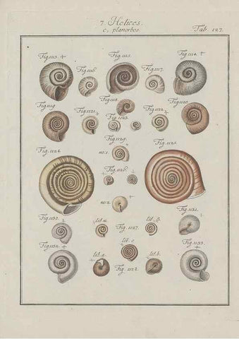 Reproducción/Reproduction 49579291817: Abhandlung von den Land = und Flußschnecken, oder von solchen Conchylien, welche nicht im Meere sondern auf der Erde und in süssen Wassern zu leben pflegen /. Nürnberg :Raspe,1786. 