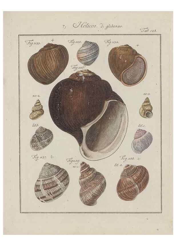 Reproducción/Reproduction 49579292147: Abhandlung von den Land = und Flußschnecken, oder von solchen Conchylien, welche nicht im Meere sondern auf der Erde und in süssen Wassern zu leben pflegen /. Nürnberg :Raspe,1786. 