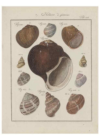 Reproducción/Reproduction 49579292147: Abhandlung von den Land = und Flußschnecken, oder von solchen Conchylien, welche nicht im Meere sondern auf der Erde und in süssen Wassern zu leben pflegen /. Nürnberg :Raspe,1786. 