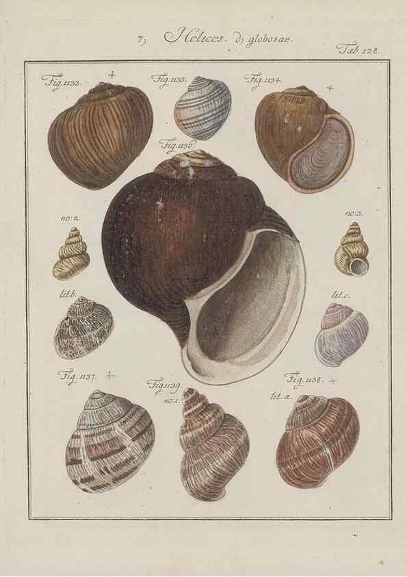 Reproducción/Reproduction 49579292147: Abhandlung von den Land = und Flußschnecken, oder von solchen Conchylien, welche nicht im Meere sondern auf der Erde und in süssen Wassern zu leben pflegen /. Nürnberg :Raspe,1786. 