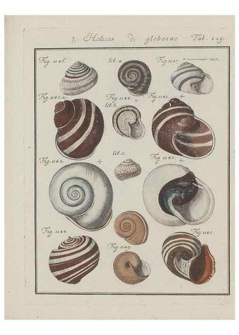 Reproducción/Reproduction 49578560478: Abhandlung von den Land = und Flußschnecken, oder von solchen Conchylien, welche nicht im Meere sondern auf der Erde und in süssen Wassern zu leben pflegen /. Nürnberg :Raspe,1786. 