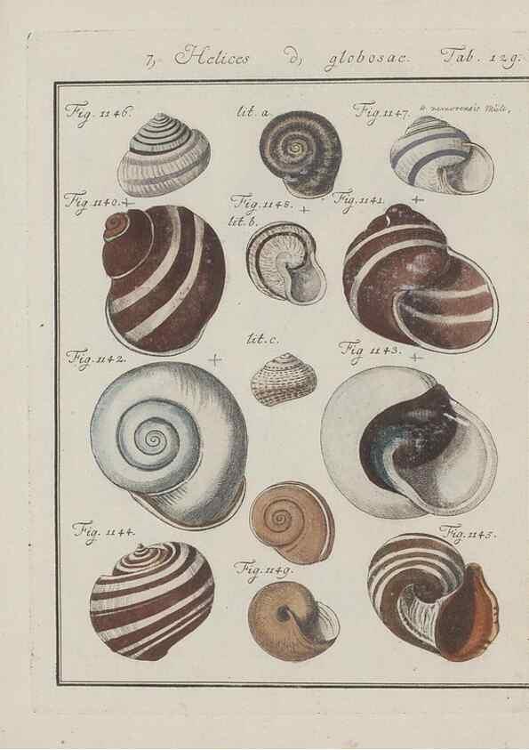 Reproducción/Reproduction 49578560478: Abhandlung von den Land = und Flußschnecken, oder von solchen Conchylien, welche nicht im Meere sondern auf der Erde und in süssen Wassern zu leben pflegen /. Nürnberg :Raspe,1786. 