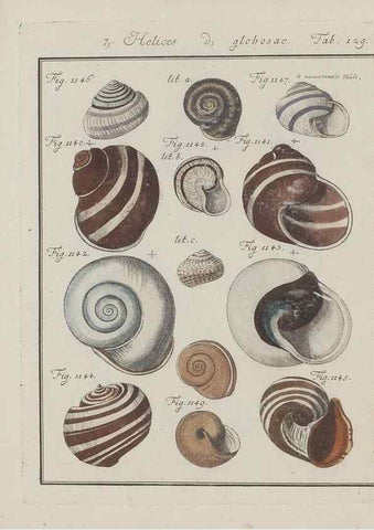 Reproducción/Reproduction 49578560478: Abhandlung von den Land = und Flußschnecken, oder von solchen Conchylien, welche nicht im Meere sondern auf der Erde und in süssen Wassern zu leben pflegen /. Nürnberg :Raspe,1786. 