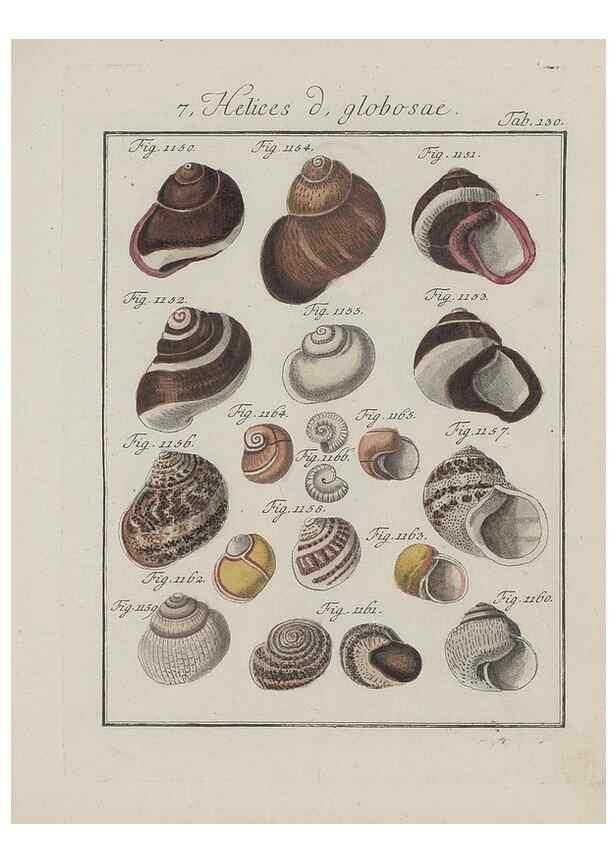 Reproducción/Reproduction 49579292692: Abhandlung von den Land = und Flußschnecken, oder von solchen Conchylien, welche nicht im Meere sondern auf der Erde und in süssen Wassern zu leben pflegen /. Nürnberg :Raspe,1786. 