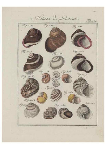 Reproducción/Reproduction 49579292692: Abhandlung von den Land = und Flußschnecken, oder von solchen Conchylien, welche nicht im Meere sondern auf der Erde und in süssen Wassern zu leben pflegen /. Nürnberg :Raspe,1786. 