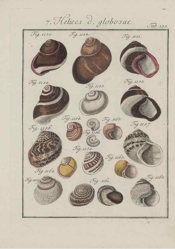 Reproducción/Reproduction 49579292692: Abhandlung von den Land = und Flußschnecken, oder von solchen Conchylien, welche nicht im Meere sondern auf der Erde und in süssen Wassern zu leben pflegen /. Nürnberg :Raspe,1786. 