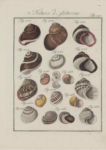 Reproducción/Reproduction 49579292692: Abhandlung von den Land = und Flußschnecken, oder von solchen Conchylien, welche nicht im Meere sondern auf der Erde und in süssen Wassern zu leben pflegen /. Nürnberg :Raspe,1786. 