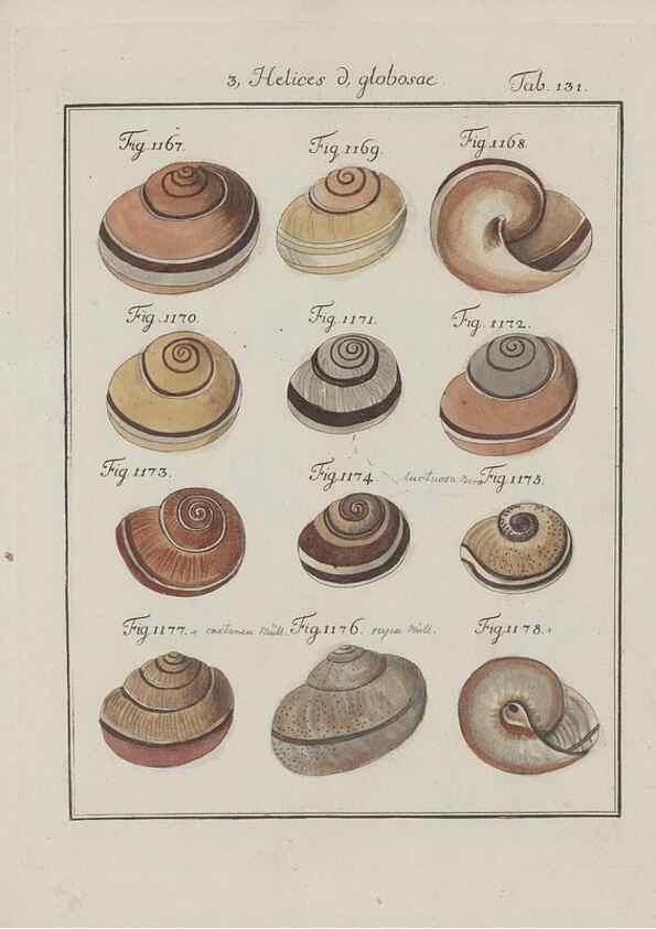 Reproducción/Reproduction 49579292942: Abhandlung von den Land = und Flußschnecken, oder von solchen Conchylien, welche nicht im Meere sondern auf der Erde und in süssen Wassern zu leben pflegen /. Nürnberg :Raspe,1786. 