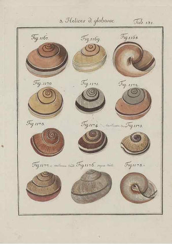 Reproducción/Reproduction 49579292942: Abhandlung von den Land = und Flußschnecken, oder von solchen Conchylien, welche nicht im Meere sondern auf der Erde und in süssen Wassern zu leben pflegen /. Nürnberg :Raspe,1786. 