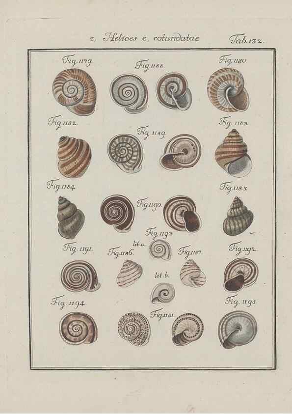 Reproducción/Reproduction 49579293277: Abhandlung von den Land = und Flußschnecken, oder von solchen Conchylien, welche nicht im Meere sondern auf der Erde und in süssen Wassern zu leben pflegen /. Nürnberg :Raspe,1786. 