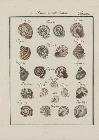Reproducción/Reproduction 49579293277: Abhandlung von den Land = und Flußschnecken, oder von solchen Conchylien, welche nicht im Meere sondern auf der Erde und in süssen Wassern zu leben pflegen /. Nürnberg :Raspe,1786. 
