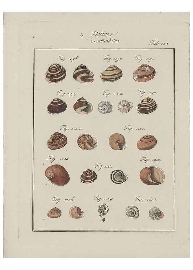 Reproducción/Reproduction 49579067176: Abhandlung von den Land = und Flußschnecken, oder von solchen Conchylien, welche nicht im Meere sondern auf der Erde und in süssen Wassern zu leben pflegen /. Nürnberg :Raspe,1786. 