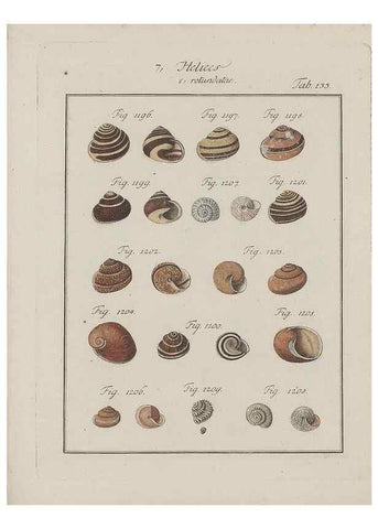 Reproducción/Reproduction 49579067176: Abhandlung von den Land = und Flußschnecken, oder von solchen Conchylien, welche nicht im Meere sondern auf der Erde und in süssen Wassern zu leben pflegen /. Nürnberg :Raspe,1786. 