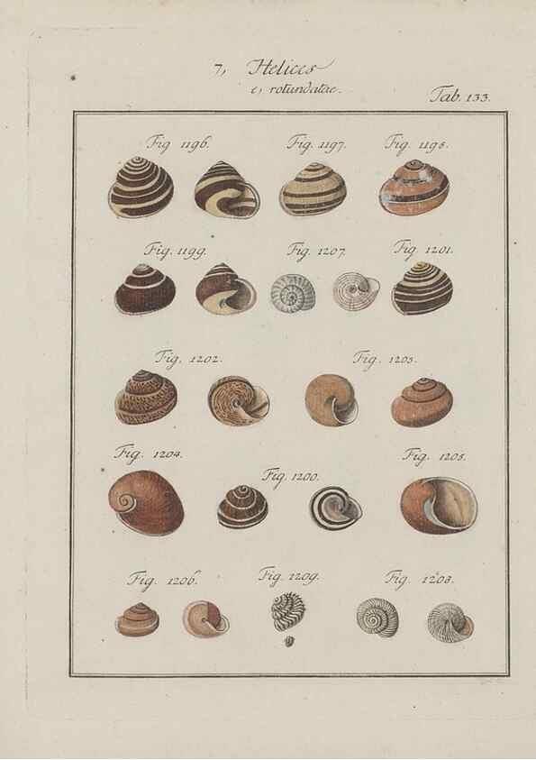 Reproducción/Reproduction 49579067176: Abhandlung von den Land = und Flußschnecken, oder von solchen Conchylien, welche nicht im Meere sondern auf der Erde und in süssen Wassern zu leben pflegen /. Nürnberg :Raspe,1786. 