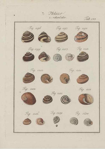 Reproducción/Reproduction 49579067176: Abhandlung von den Land = und Flußschnecken, oder von solchen Conchylien, welche nicht im Meere sondern auf der Erde und in süssen Wassern zu leben pflegen /. Nürnberg :Raspe,1786. 