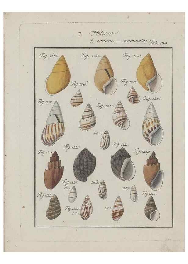 Reproducción/Reproduction 49579293707: Abhandlung von den Land = und Flußschnecken, oder von solchen Conchylien, welche nicht im Meere sondern auf der Erde und in süssen Wassern zu leben pflegen /. Nürnberg :Raspe,1786. 