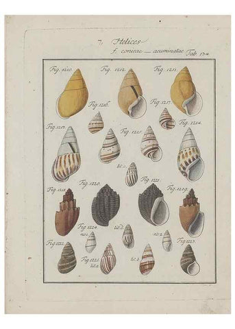 Reproducción/Reproduction 49579293707: Abhandlung von den Land = und Flußschnecken, oder von solchen Conchylien, welche nicht im Meere sondern auf der Erde und in süssen Wassern zu leben pflegen /. Nürnberg :Raspe,1786. 