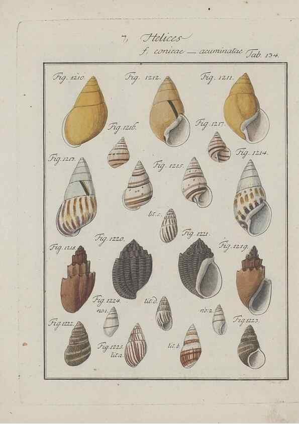 Reproducción/Reproduction 49579293707: Abhandlung von den Land = und Flußschnecken, oder von solchen Conchylien, welche nicht im Meere sondern auf der Erde und in süssen Wassern zu leben pflegen /. Nürnberg :Raspe,1786. 