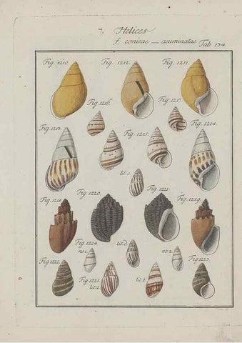 Reproducción/Reproduction 49579293707: Abhandlung von den Land = und Flußschnecken, oder von solchen Conchylien, welche nicht im Meere sondern auf der Erde und in süssen Wassern zu leben pflegen /. Nürnberg :Raspe,1786. 