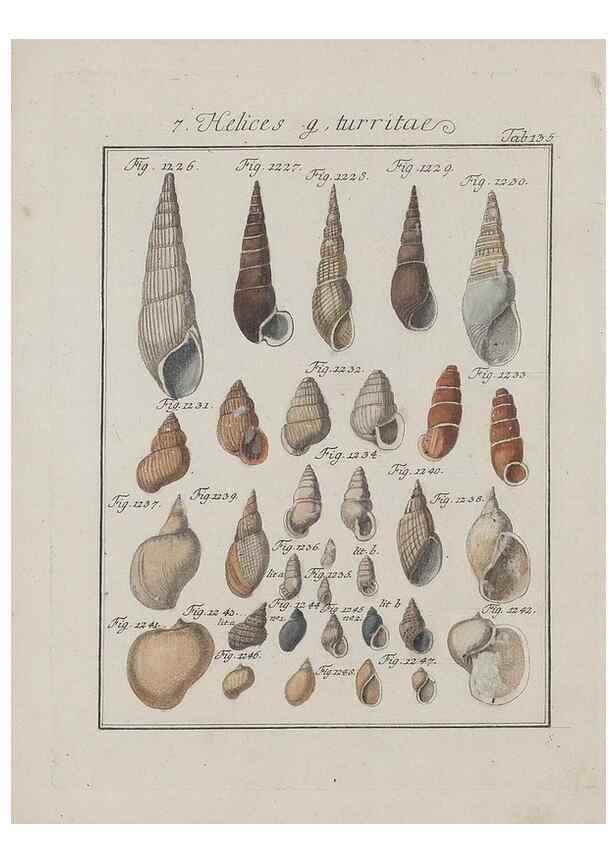 Reproducción/Reproduction 49579067801: Abhandlung von den Land = und Flußschnecken, oder von solchen Conchylien, welche nicht im Meere sondern auf der Erde und in süssen Wassern zu leben pflegen /. Nürnberg :Raspe,1786. 