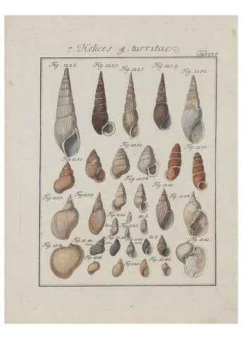 Reproducción/Reproduction 49579067801: Abhandlung von den Land = und Flußschnecken, oder von solchen Conchylien, welche nicht im Meere sondern auf der Erde und in süssen Wassern zu leben pflegen /. Nürnberg :Raspe,1786. 