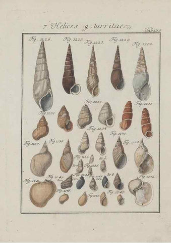 Reproducción/Reproduction 49579067801: Abhandlung von den Land = und Flußschnecken, oder von solchen Conchylien, welche nicht im Meere sondern auf der Erde und in süssen Wassern zu leben pflegen /. Nürnberg :Raspe,1786. 