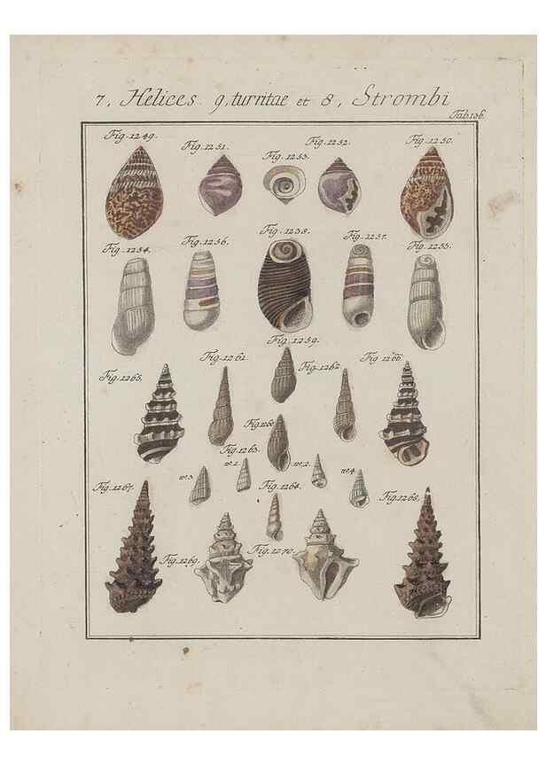 Reproducción/Reproduction 49578562703: Abhandlung von den Land = und Flußschnecken, oder von solchen Conchylien, welche nicht im Meere sondern auf der Erde und in süssen Wassern zu leben pflegen /. Nürnberg :Raspe,1786. 