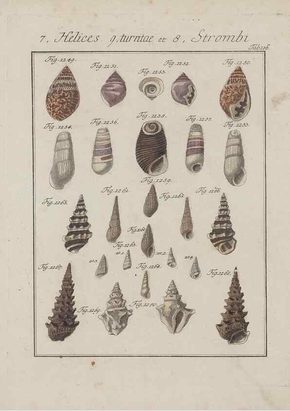 Reproducción/Reproduction 49578562703: Abhandlung von den Land = und Flußschnecken, oder von solchen Conchylien, welche nicht im Meere sondern auf der Erde und in süssen Wassern zu leben pflegen /. Nürnberg :Raspe,1786. 