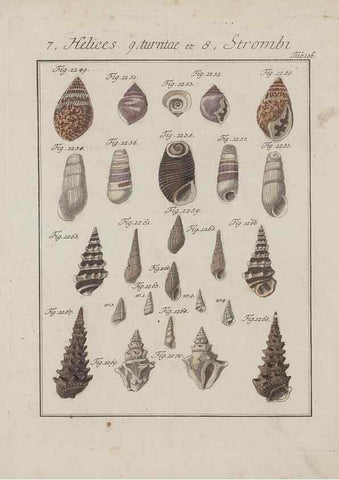 Reproducción/Reproduction 49578562703: Abhandlung von den Land = und Flußschnecken, oder von solchen Conchylien, welche nicht im Meere sondern auf der Erde und in süssen Wassern zu leben pflegen /. Nürnberg :Raspe,1786. 