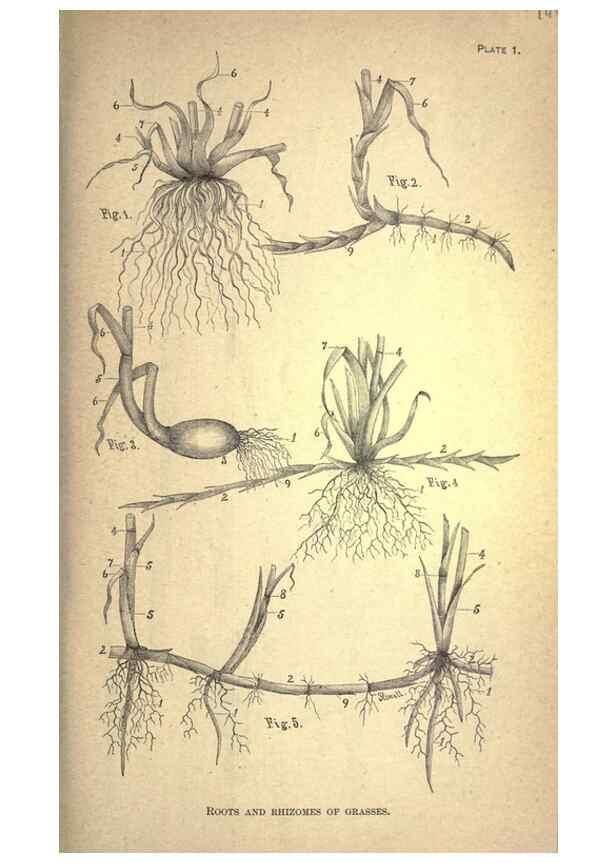 Reproducción/Reproduction 49579171671: The agricultural grasses and forage plants of the United States;. Washington :Govt. print. off.,1889.. 