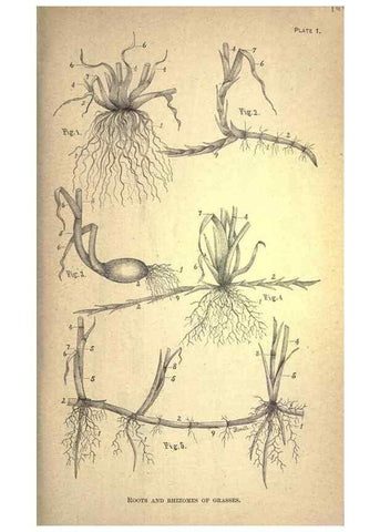 Reproducción/Reproduction 49579171671: The agricultural grasses and forage plants of the United States;. Washington :Govt. print. off.,1889.. 