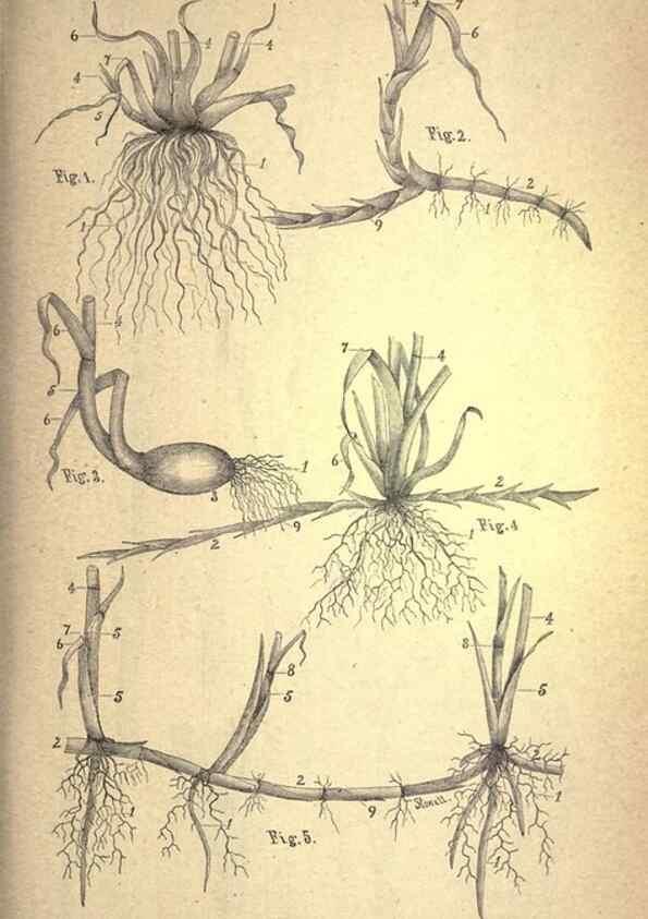Reproducción/Reproduction 49579171671: The agricultural grasses and forage plants of the United States;. Washington :Govt. print. off.,1889.. 