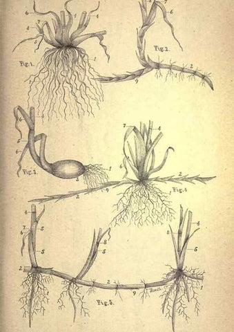 Reproducción/Reproduction 49579171671: The agricultural grasses and forage plants of the United States;. Washington :Govt. print. off.,1889.. 