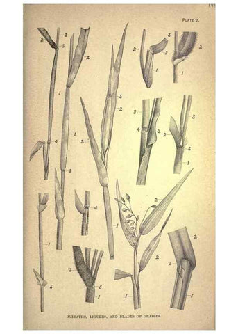 Reproducción/Reproduction 49578668703: The agricultural grasses and forage plants of the United States;. Washington :Govt. print. off.,1889.. 