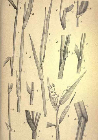 Reproducción/Reproduction 49578668703: The agricultural grasses and forage plants of the United States;. Washington :Govt. print. off.,1889.. 