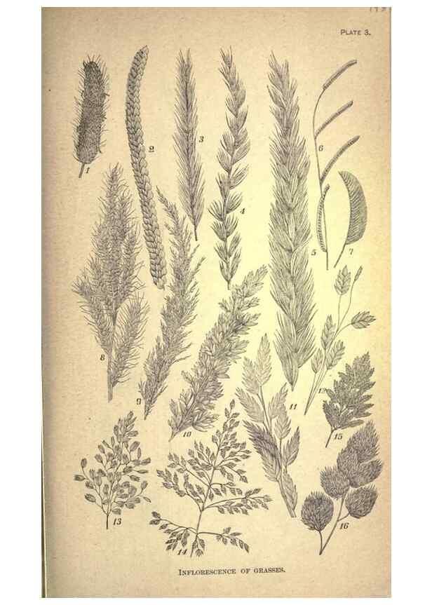 Reproducción/Reproduction 49579172121: The agricultural grasses and forage plants of the United States;. Washington :Govt. print. off.,1889.. 