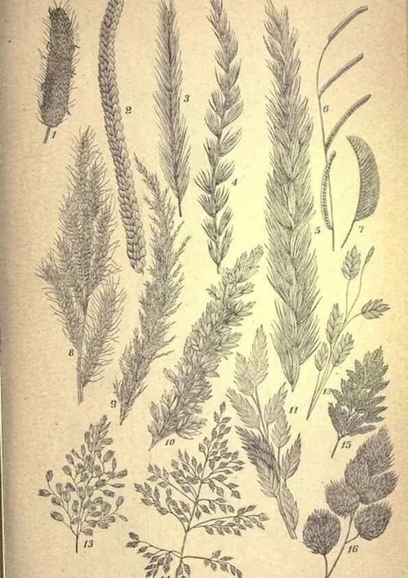 Reproducción/Reproduction 49579172121: The agricultural grasses and forage plants of the United States;. Washington :Govt. print. off.,1889.. 