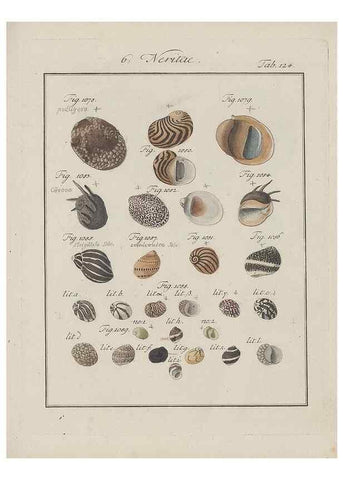 Reproducción/Reproduction 49578559108: Abhandlung von den Land = und Flußschnecken, oder von solchen Conchylien, welche nicht im Meere sondern auf der Erde und in süssen Wassern zu leben pflegen /. Nürnberg :Raspe,1786. 