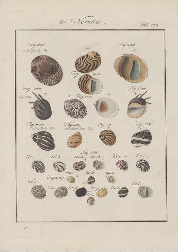 Reproducción/Reproduction 49578559108: Abhandlung von den Land = und Flußschnecken, oder von solchen Conchylien, welche nicht im Meere sondern auf der Erde und in süssen Wassern zu leben pflegen /. Nürnberg :Raspe,1786. 
