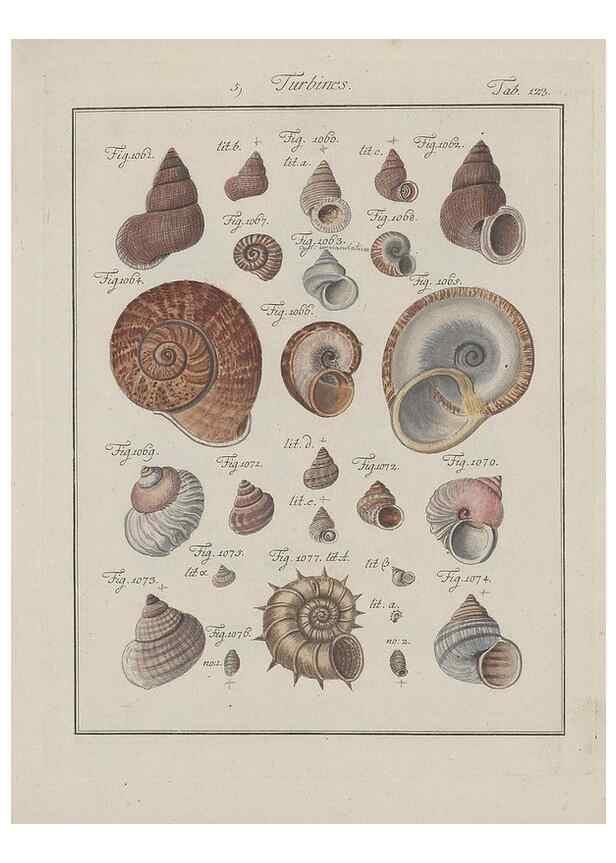 Reproducción/Reproduction 49578558853: Abhandlung von den Land = und Flußschnecken, oder von solchen Conchylien, welche nicht im Meere sondern auf der Erde und in süssen Wassern zu leben pflegen /. Nürnberg :Raspe,1786. 