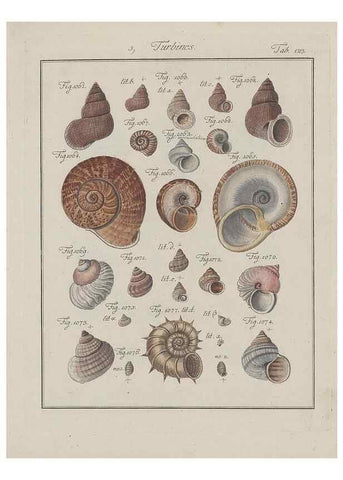 Reproducción/Reproduction 49578558853: Abhandlung von den Land = und Flußschnecken, oder von solchen Conchylien, welche nicht im Meere sondern auf der Erde und in süssen Wassern zu leben pflegen /. Nürnberg :Raspe,1786. 
