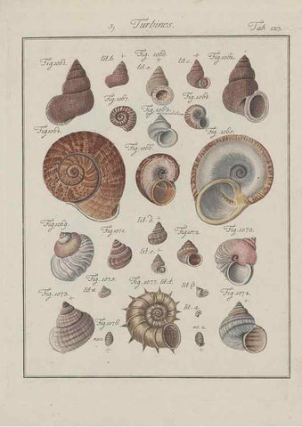 Reproducción/Reproduction 49578558853: Abhandlung von den Land = und Flußschnecken, oder von solchen Conchylien, welche nicht im Meere sondern auf der Erde und in süssen Wassern zu leben pflegen /. Nürnberg :Raspe,1786. 