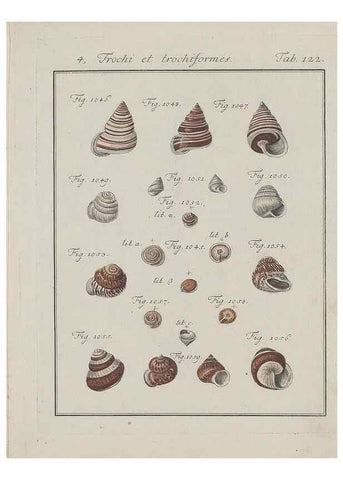 Reproducción/Reproduction 49579290557: Abhandlung von den Land = und Flußschnecken, oder von solchen Conchylien, welche nicht im Meere sondern auf der Erde und in süssen Wassern zu leben pflegen /. Nürnberg :Raspe,1786. 