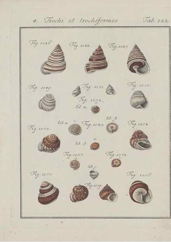Reproducción/Reproduction 49579290557: Abhandlung von den Land = und Flußschnecken, oder von solchen Conchylien, welche nicht im Meere sondern auf der Erde und in süssen Wassern zu leben pflegen /. Nürnberg :Raspe,1786. 
