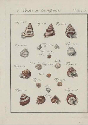 Reproducción/Reproduction 49579290557: Abhandlung von den Land = und Flußschnecken, oder von solchen Conchylien, welche nicht im Meere sondern auf der Erde und in süssen Wassern zu leben pflegen /. Nürnberg :Raspe,1786. 