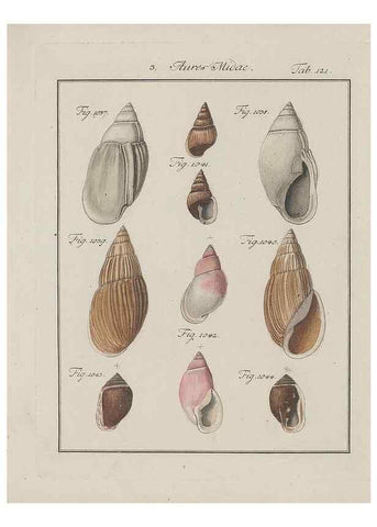 Reproducción/Reproduction 49579290277: Abhandlung von den Land = und Flußschnecken, oder von solchen Conchylien, welche nicht im Meere sondern auf der Erde und in süssen Wassern zu leben pflegen /. Nürnberg :Raspe,1786. 