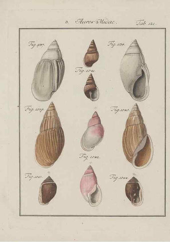 Reproducción/Reproduction 49579290277: Abhandlung von den Land = und Flußschnecken, oder von solchen Conchylien, welche nicht im Meere sondern auf der Erde und in süssen Wassern zu leben pflegen /. Nürnberg :Raspe,1786. 