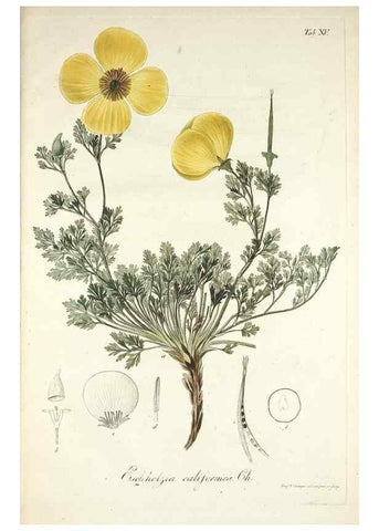 Reproducción/Reproduction 49578980091: Horae physicae Berolinenses :. Bonnae :Adolphi Marcus,1820.. 