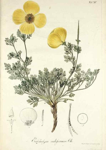 Reproducción/Reproduction 49578980091: Horae physicae Berolinenses :. Bonnae :Adolphi Marcus,1820.. 