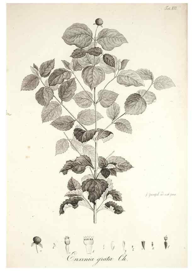 Reproducción/Reproduction 49579207417: Horae physicae Berolinenses :. Bonnae :Adolphi Marcus,1820.. 